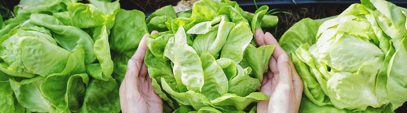 Smaczne sałatki na cholesterol – zdrowie na talerzu!