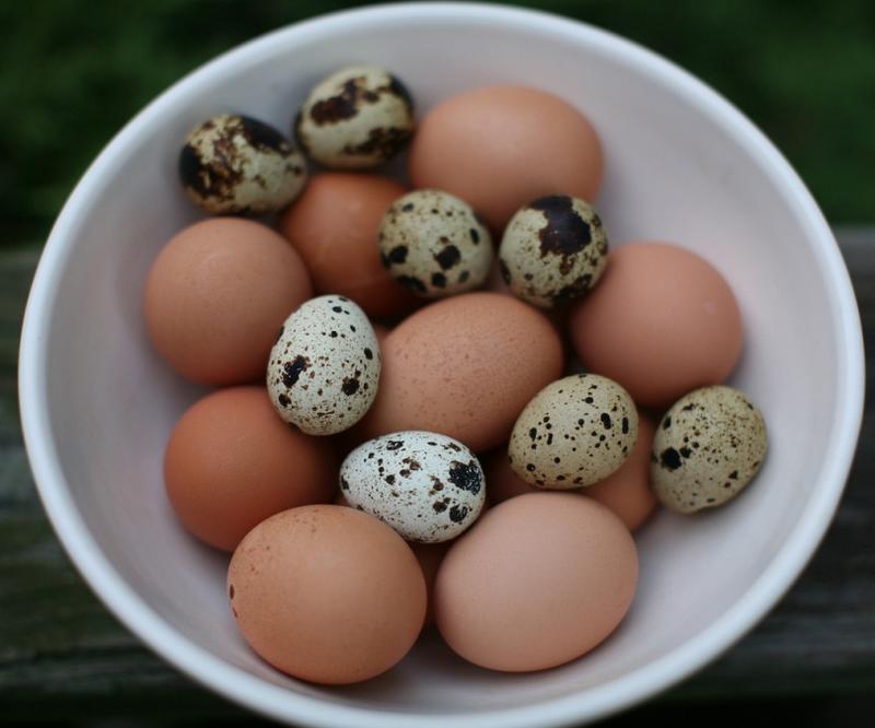 Poradnik krok po kroku jajka przepiórcze
