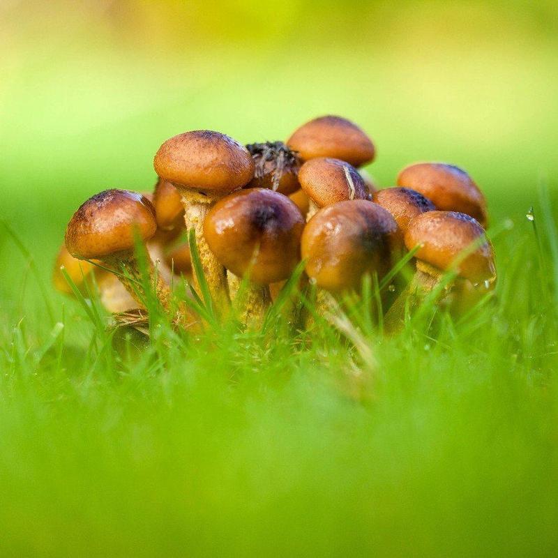 Odpowiedź na pytanie: Jak długo gotuje się opieńki, aby były idealne?