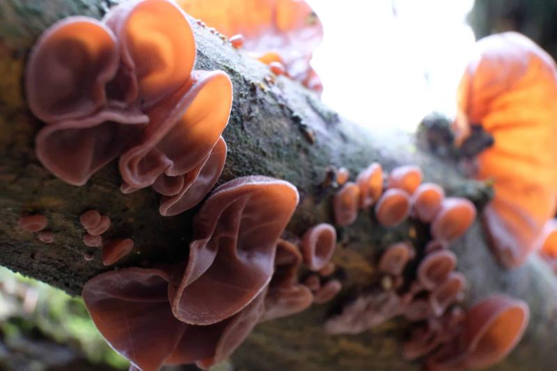 Przygotowanie grzybów mun