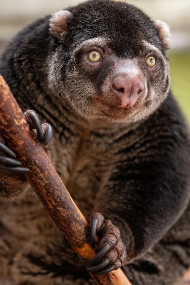 Przyprawy i dodatki do kuskusu