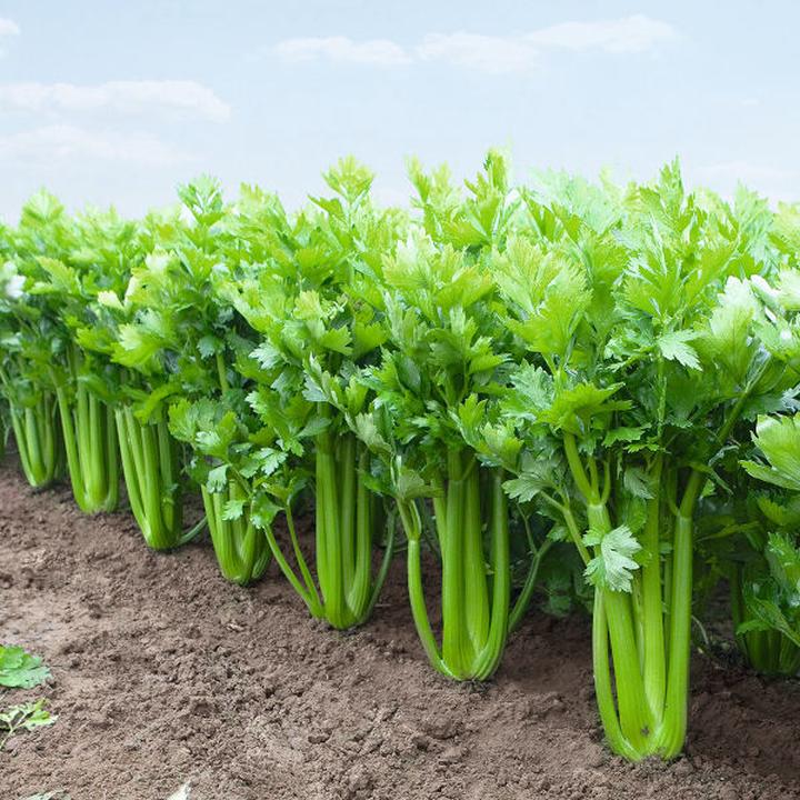 Zamienniki rukoli w kuchni