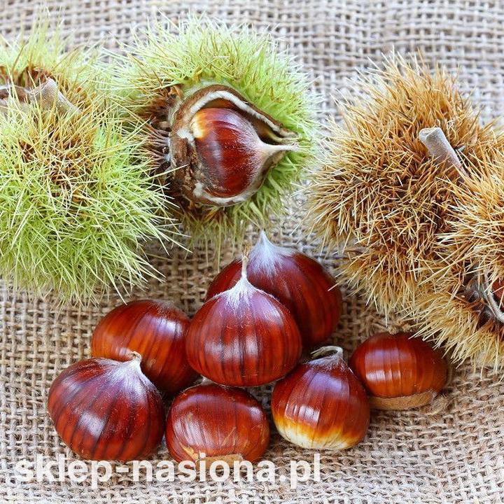 Kasztan jadalny w kuchni