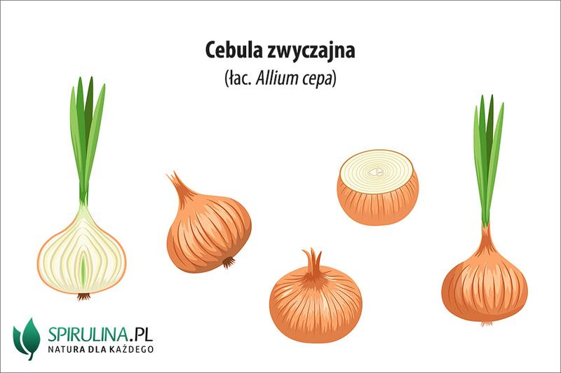Przechowywanie szalotki i cebuli