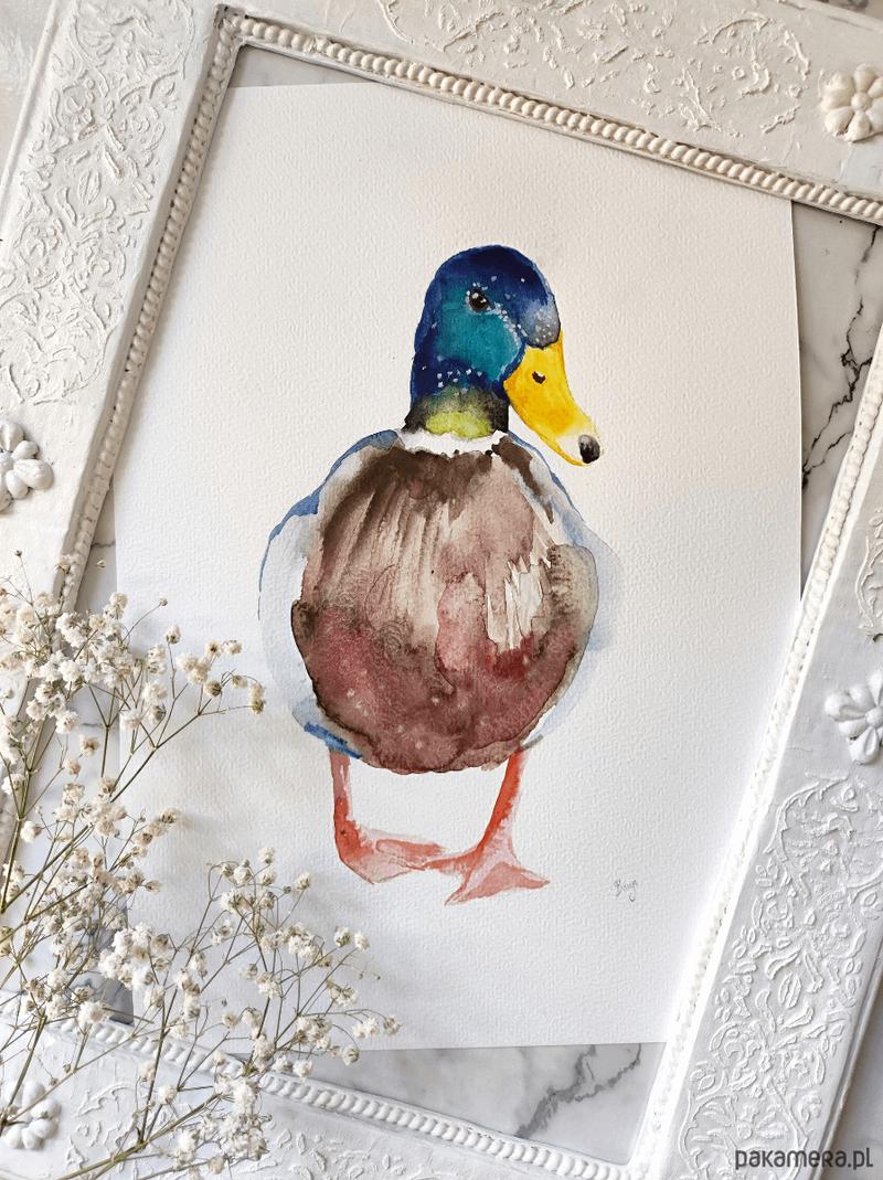 Wybór kaczki w Biedronce