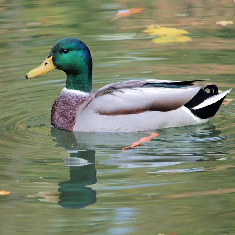 Sekrety pieczenia kaczki z Biedronki – jak długo to robić, by uzyskać idealny smak?