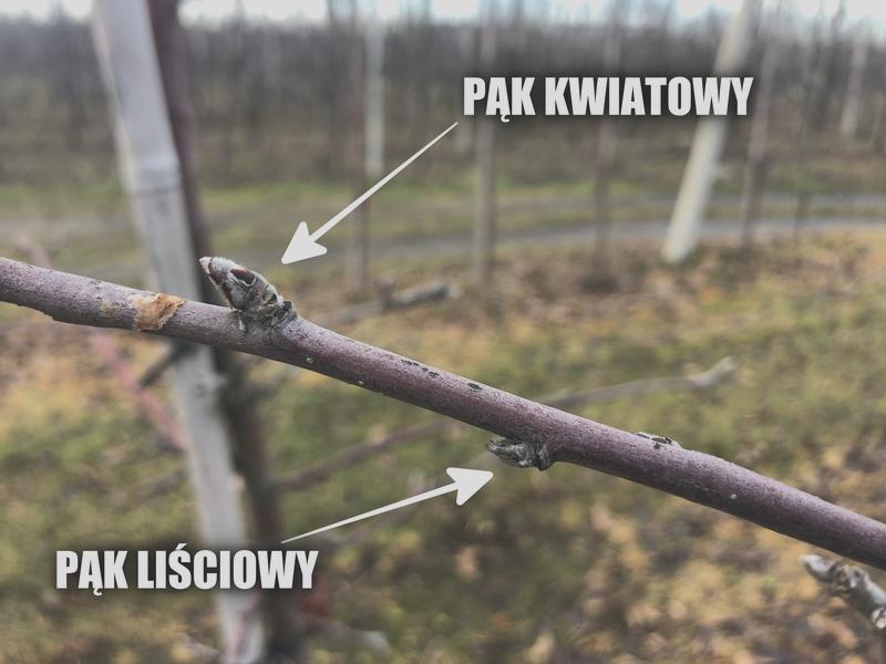 Właściwości pąków kwiatowych
