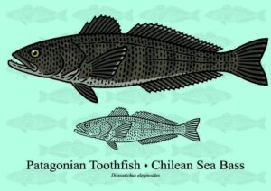 Antar ryba – odkryj niezwykły smak, który zaskoczy Twoje podniebienie