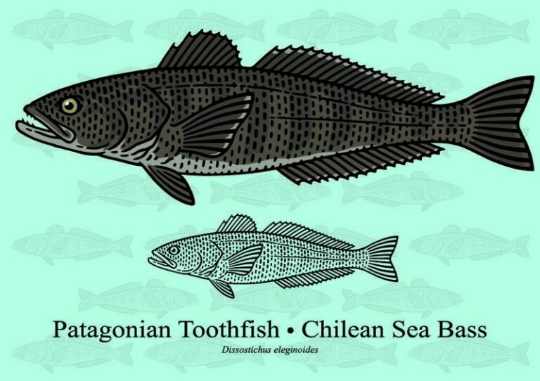 Antar ryba – odkryj niezwykły smak, który zaskoczy Twoje podniebienie