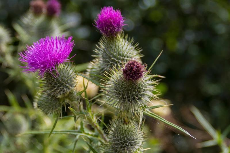 Ostropest plamisty – odkryj jego niezwykły smak i właściwości